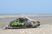 grijze zeehond (halichoerus prypus) 3-2022 8887